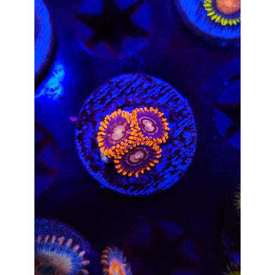 Fire and Ice Morph Zoanthid Frag WYSIWYG!