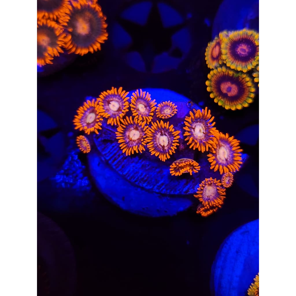 Fire and Ice Morph Zoanthid Frag WYSIWYG!