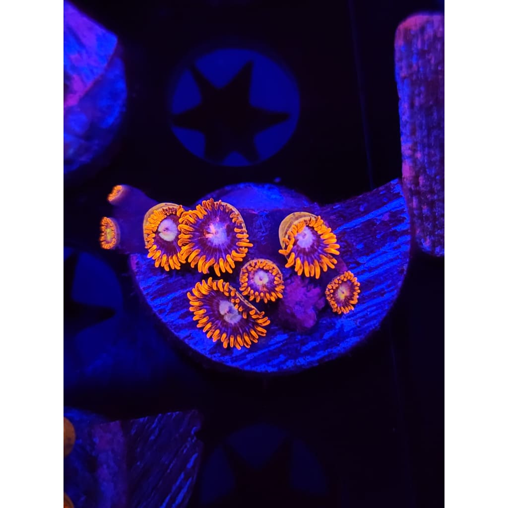 Fire and Ice Zoanthid Frag WYSIWYG!