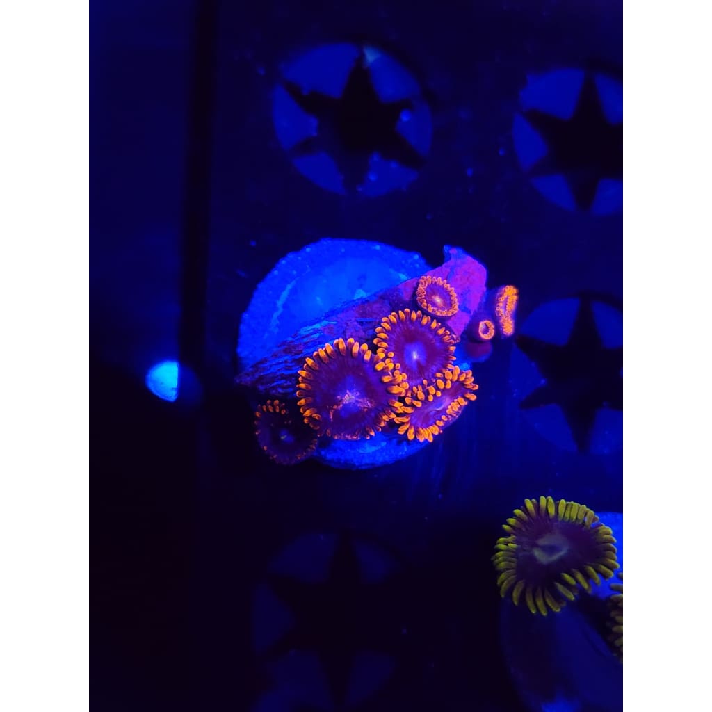 Fire and Ice Zoanthid Frag WYSIWYG!