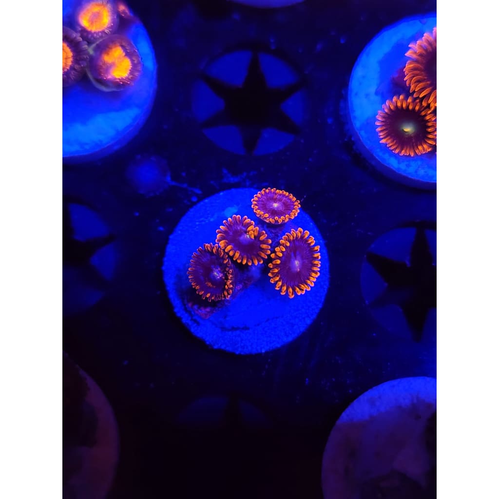 Fire and Ice Zoanthid Frag WYSIWYG!