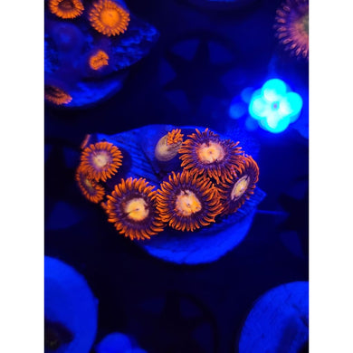Firestorm Zoanthid Frag WYSIWYG!