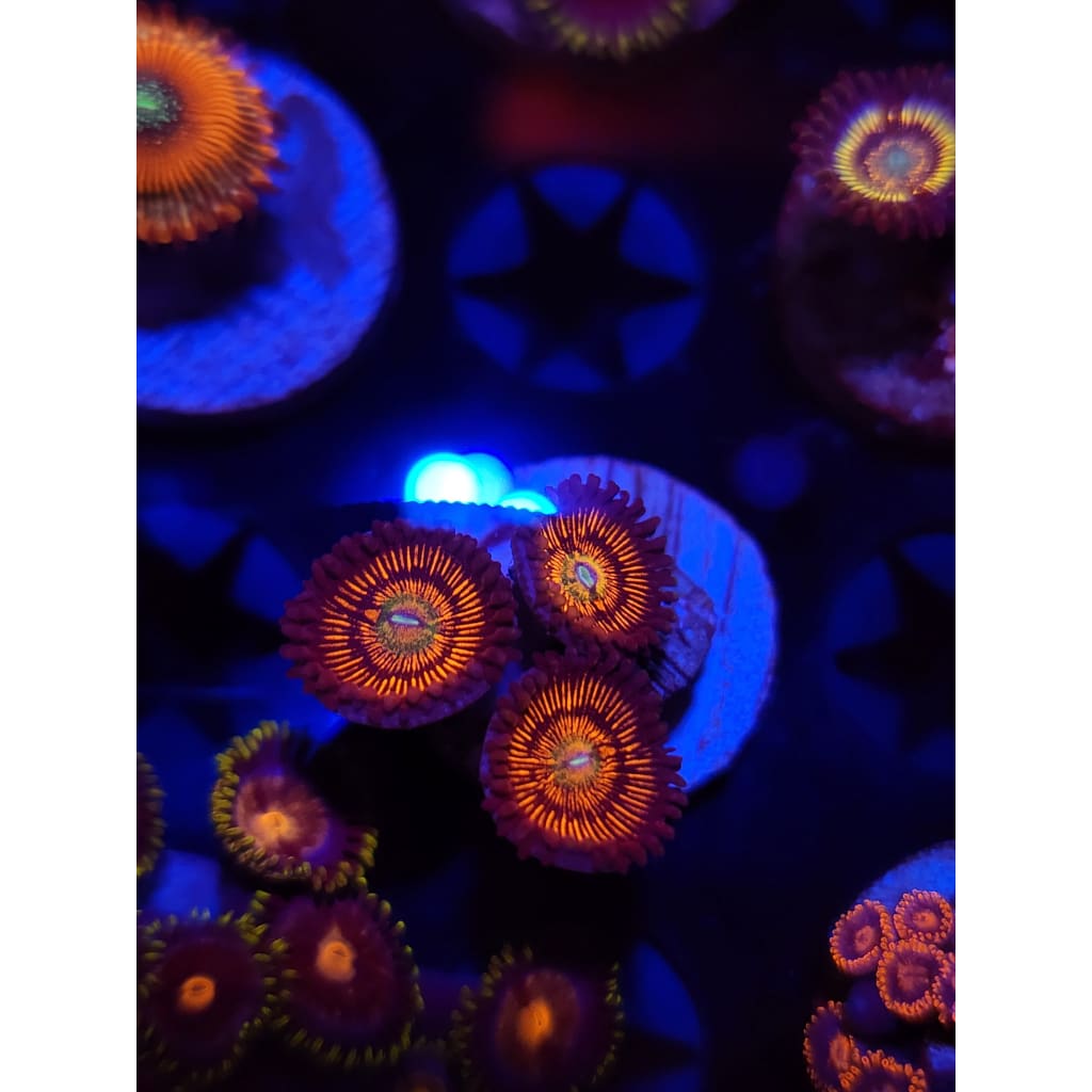 Firework Zoanthid Frag WYSIWYG!