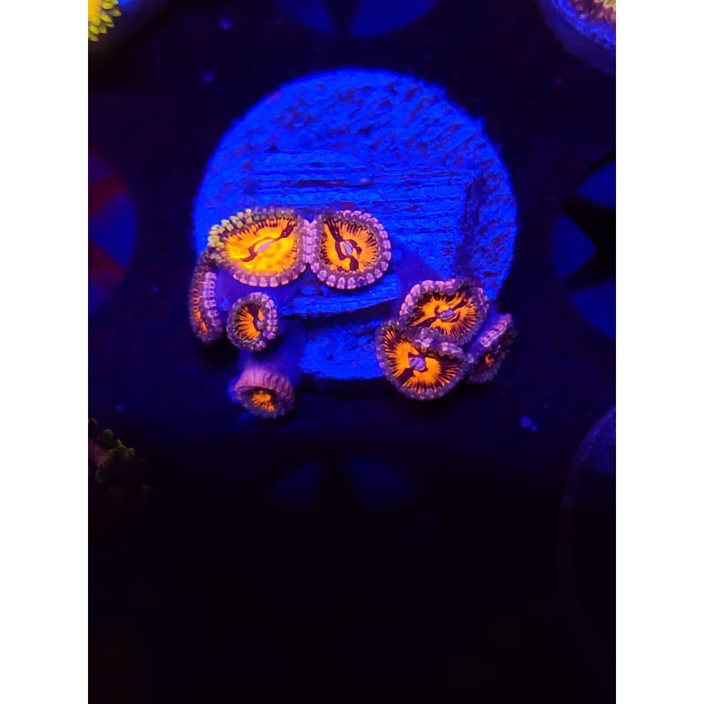 Flaming Brohican Zoanthid Frag WYSIWYG!
