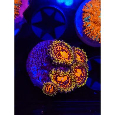 Flaming Brohican Zoanthid Frag WYSIWYG!