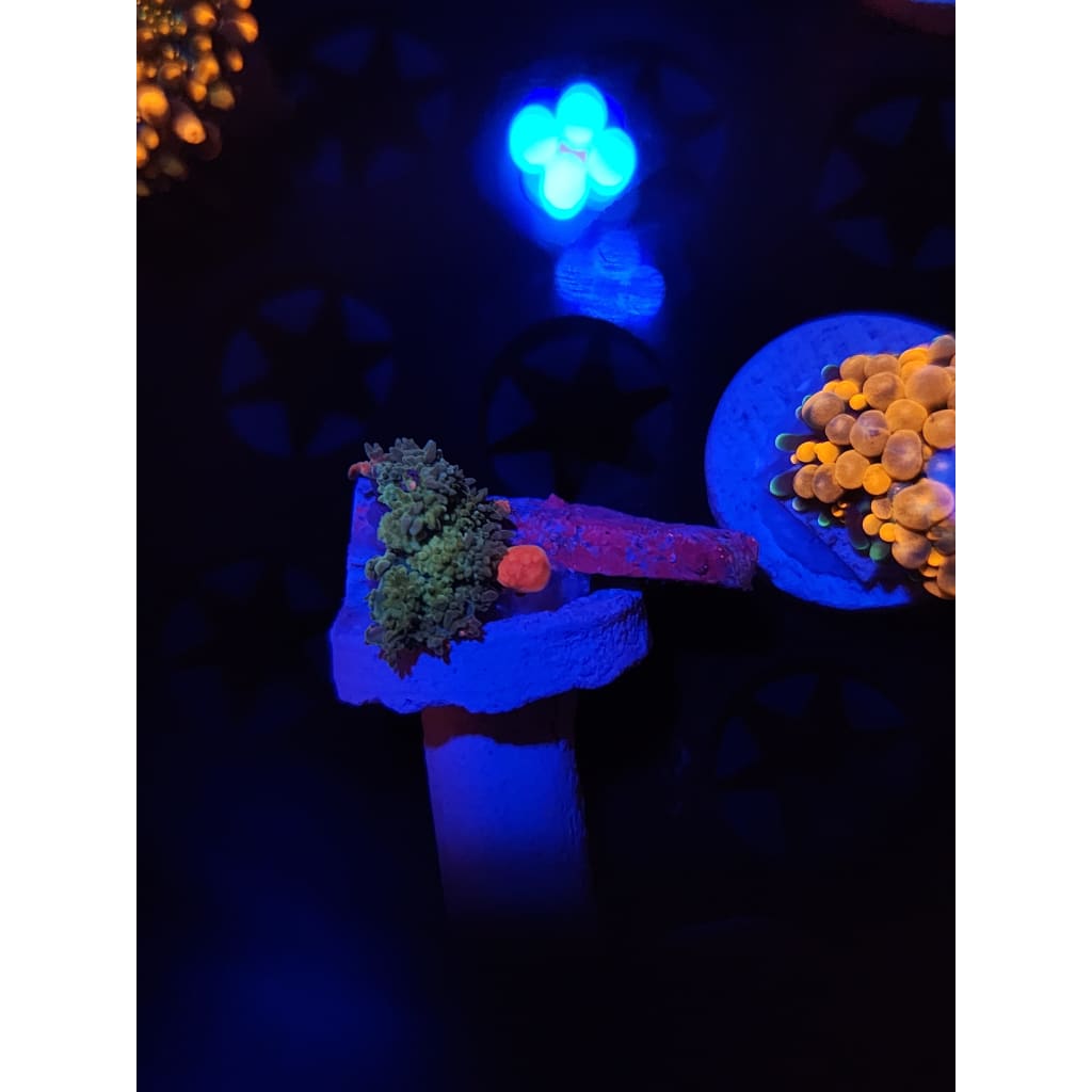 Frankenstein Bounce Mushroom WYSIWYG!