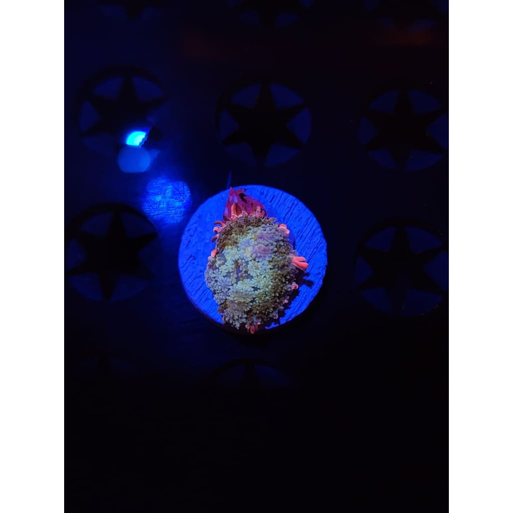 Frankenstein Bounce Mushroom WYSIWYG!