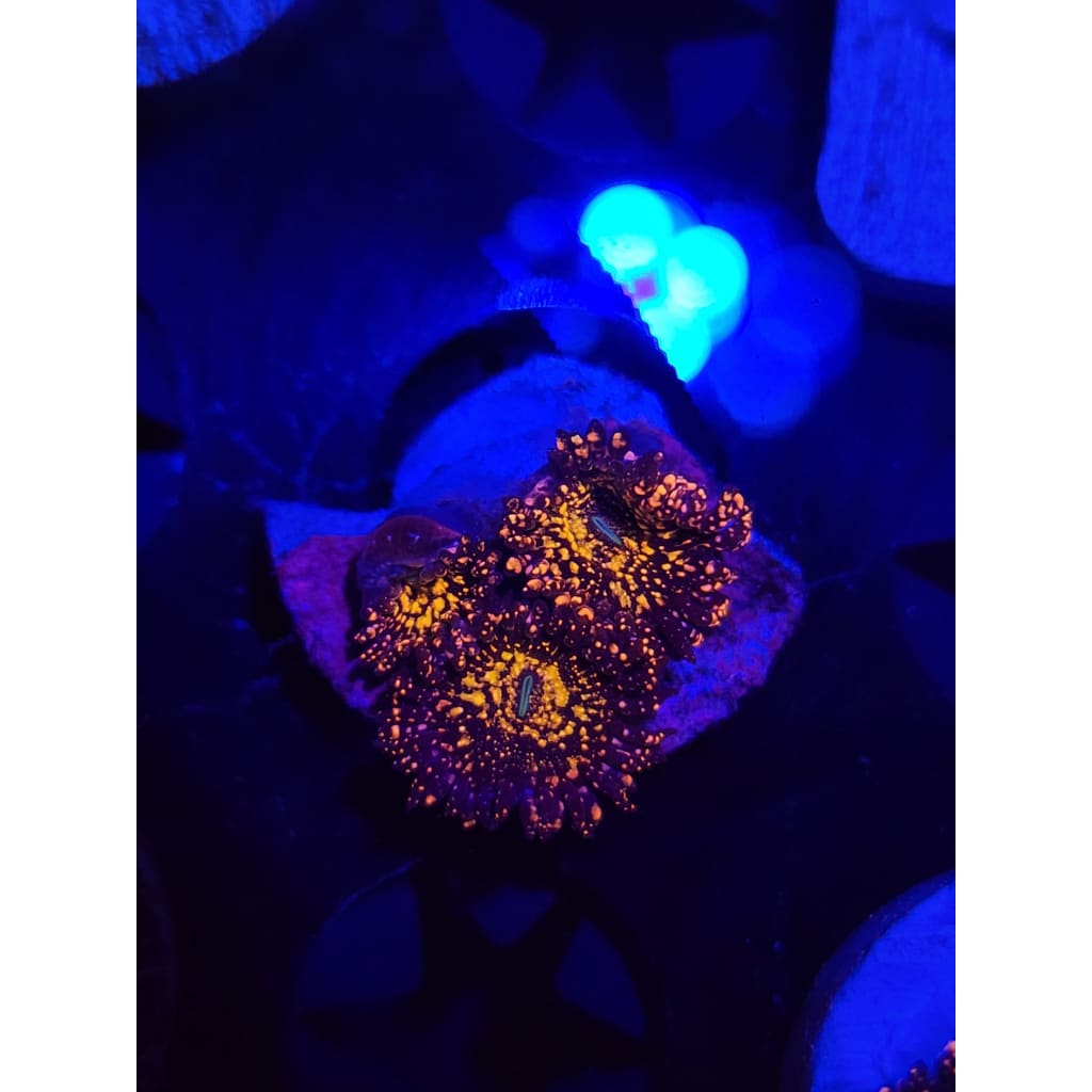 Frankie’s Acid Trip Zoanthid Frag WYSIWYG!