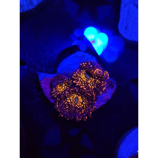 Frankie’s Acid Trip Zoanthid Frag WYSIWYG!
