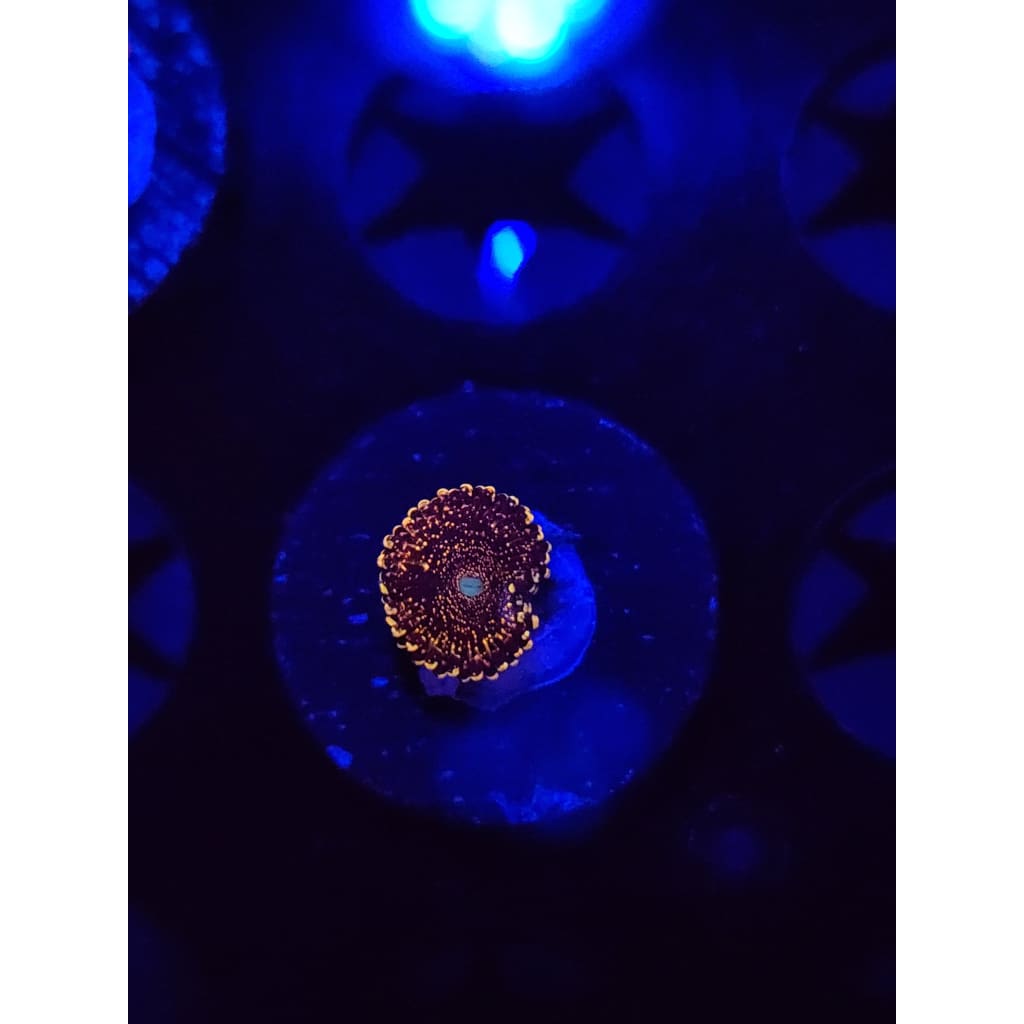 Frankie’s Acid Trip Zoanthid Frag WYSIWYG!
