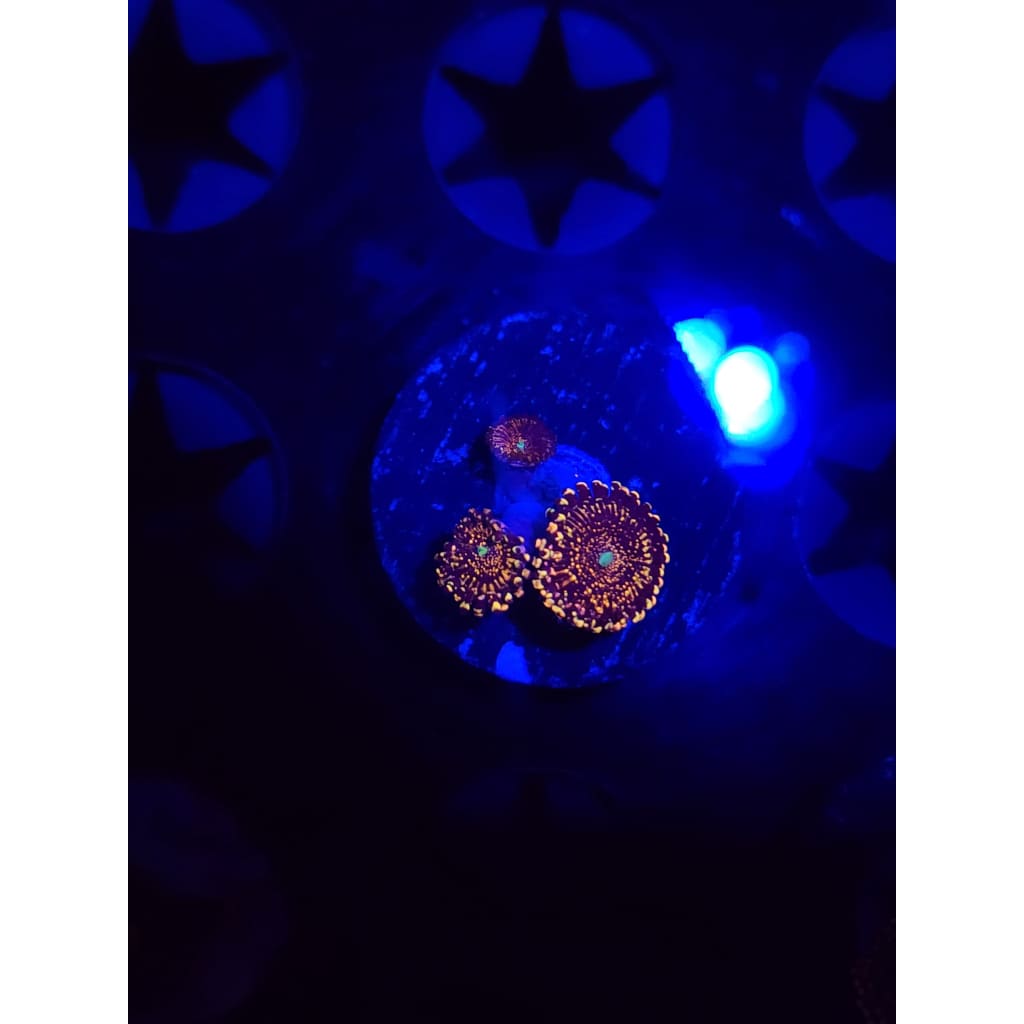 Frankie’s Acid Trip Zoanthid Frag WYSIWYG!