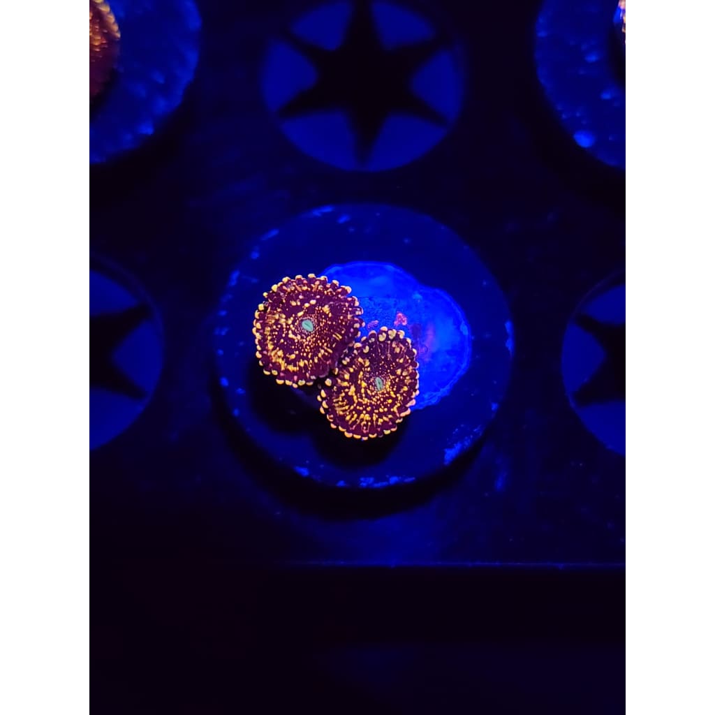 Frankie’s Acid Trip Zoanthid Frag WYSIWYG!