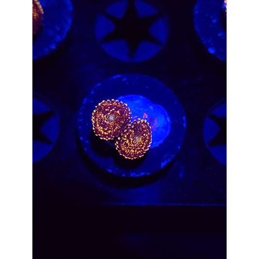 Frankie’s Acid Trip Zoanthid Frag WYSIWYG!