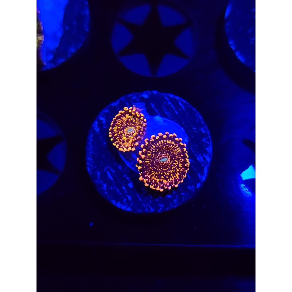 Frankie’s Acid Trip Zoanthid Frag WYSIWYG!