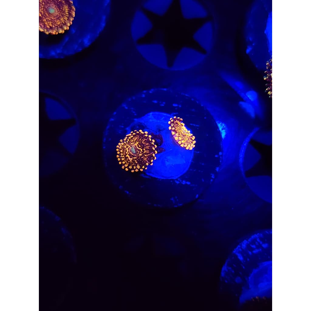 Frankie’s Acid Trip Zoanthid Frag WYSIWYG!