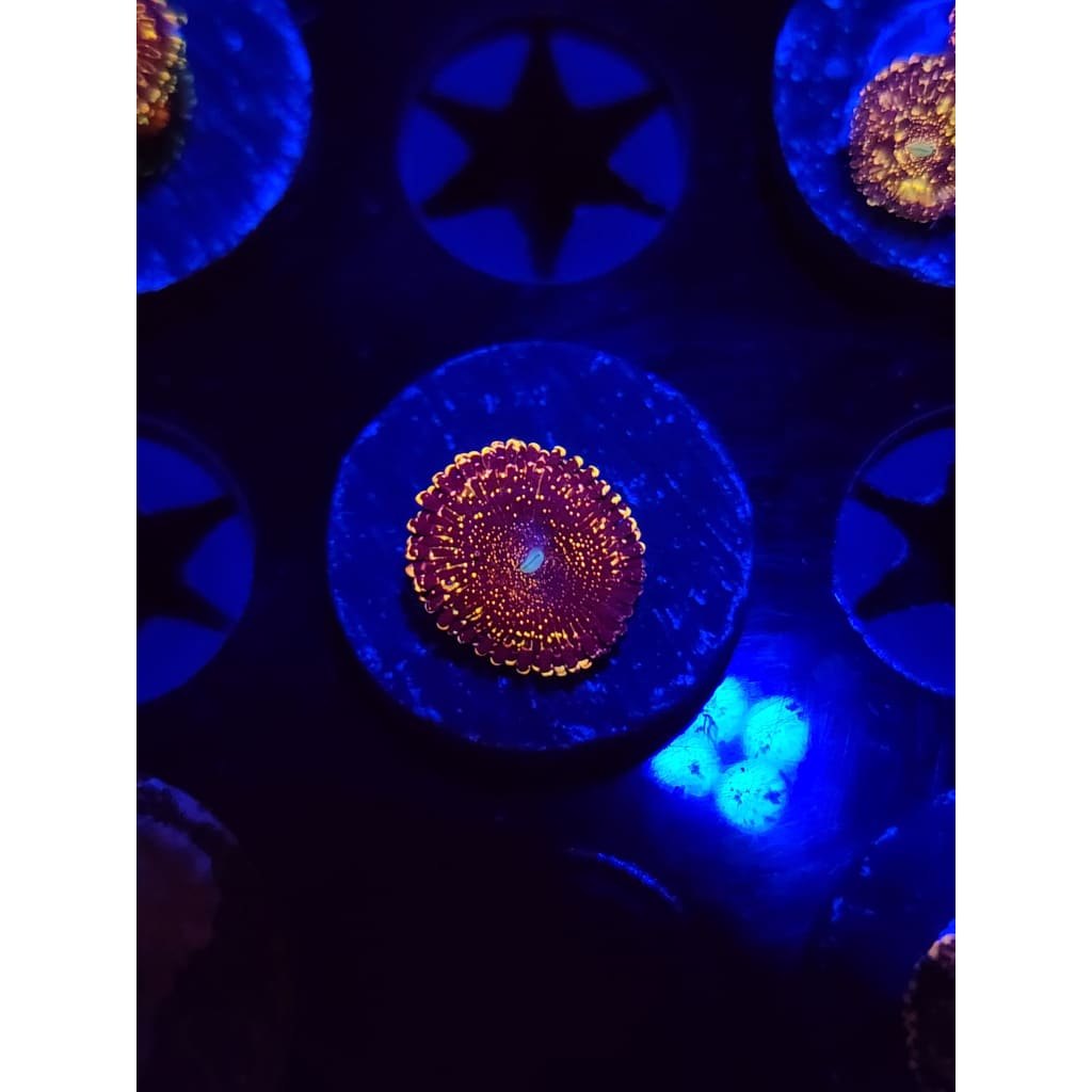 Frankie’s Acid Trip Zoanthid Frag WYSIWYG!