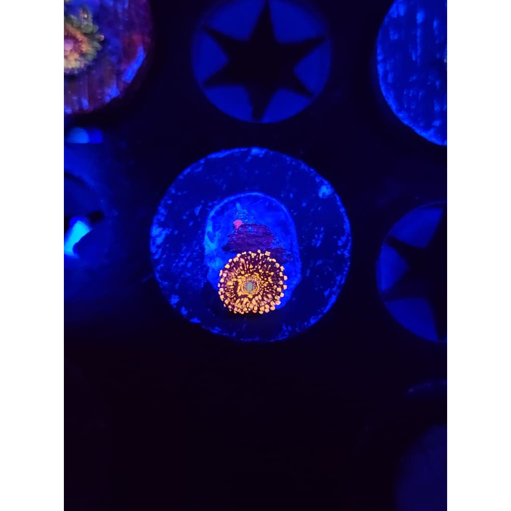 Frankie’s Acid Trip Zoanthid Frag WYSIWYG!
