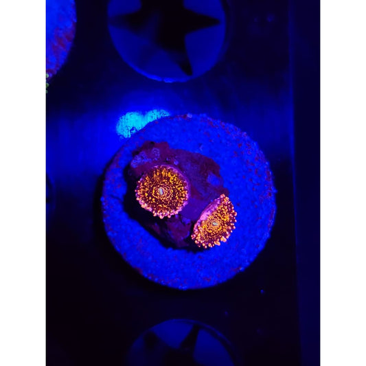 Frankie’s Acid Trip Zoanthid Frag WYSIWYG!