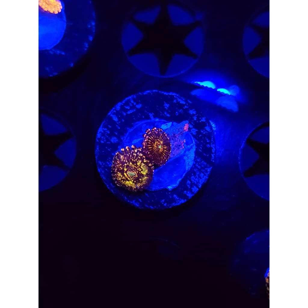 Frankie’s Acid Trip Zoanthid Frag WYSIWYG!