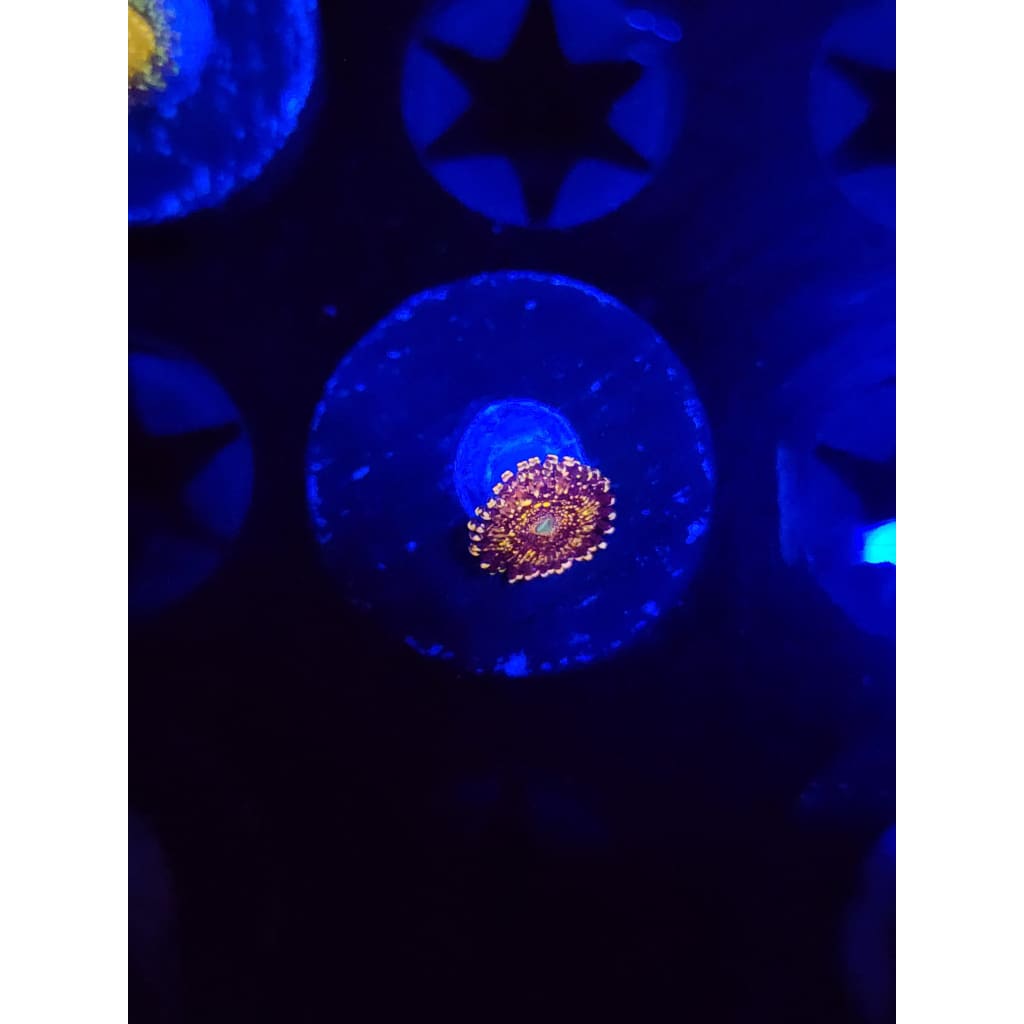 Frankie’s Acid Trip Zoanthid Frag WYSIWYG!