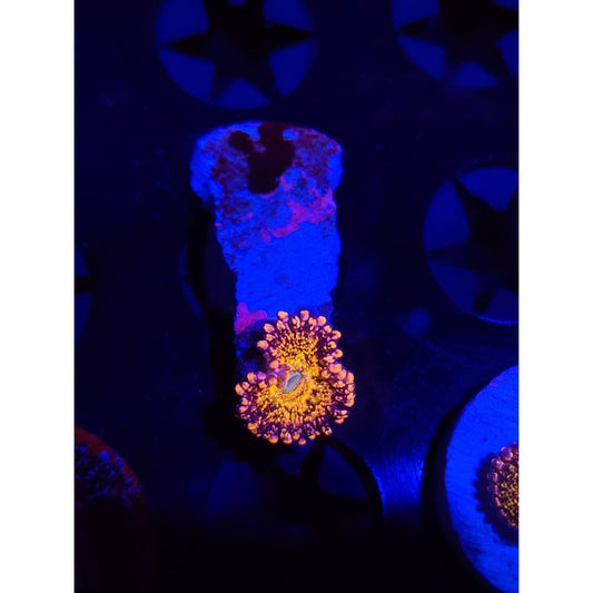 Frankie’s Acid Trip Zoanthid Frag WYSIWYG!
