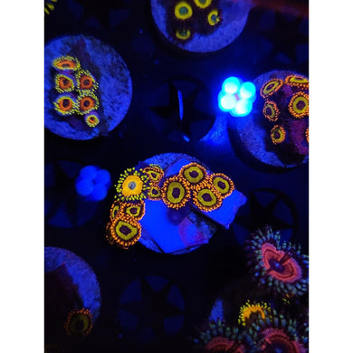 Fruit Loop Zoanthid Frag WYSIWYG!