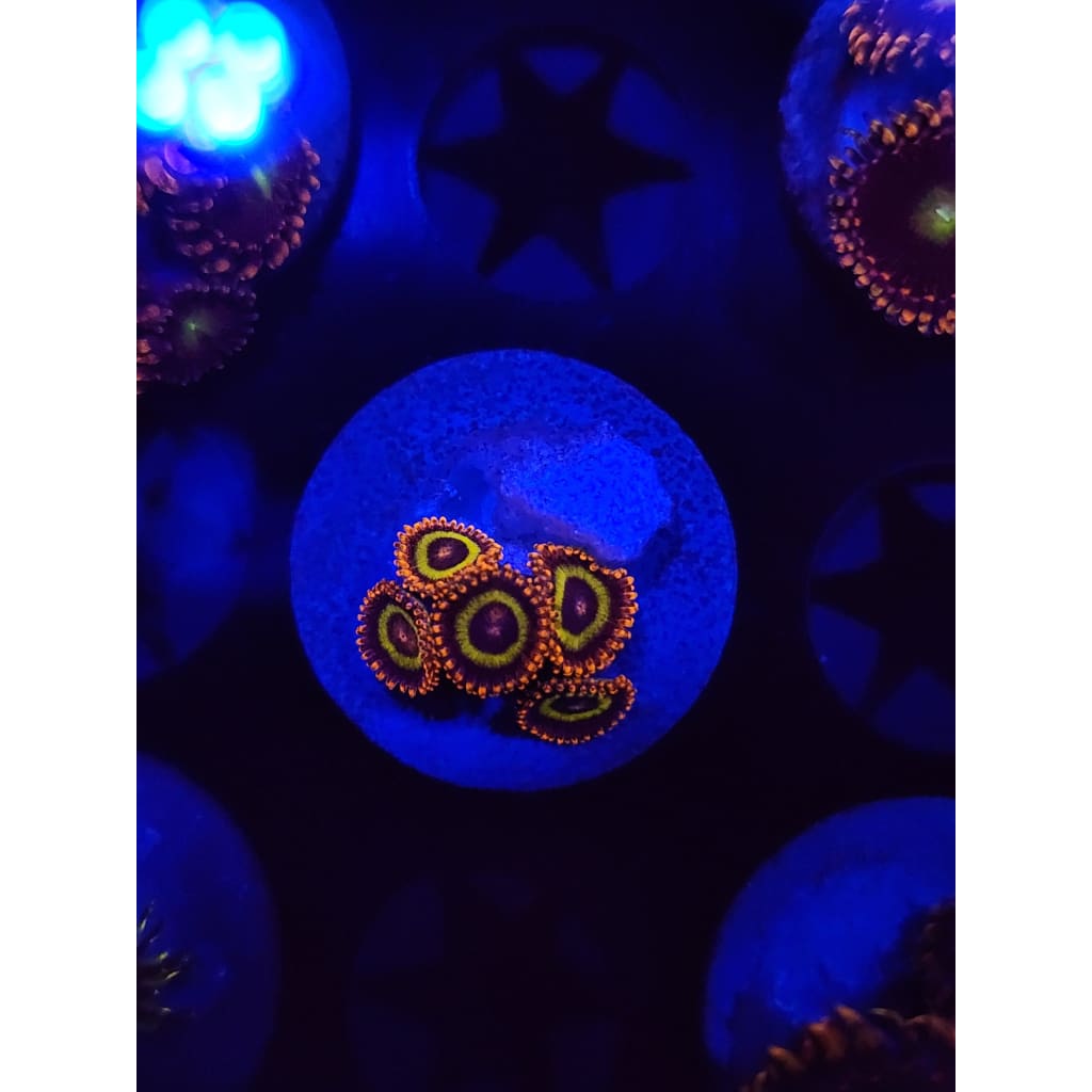 Fruit Loops Zoanthid Frag WYSIWYG!