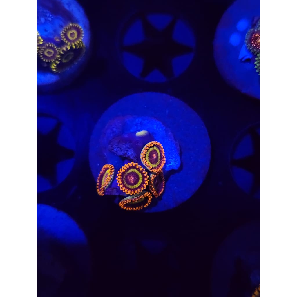 Fruit Loops Zoanthid Frag WYSIWYG!