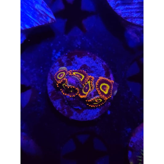 Fruit Loops Zoanthid Frag WYSIWYG!