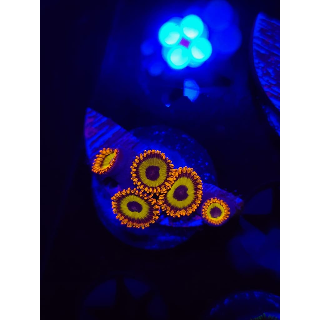 Fruit Loops Zoanthid Frag WYSIWYG!