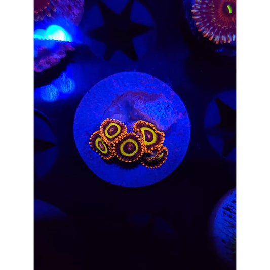 Fruit Loops Zoanthid Frag WYSIWYG!