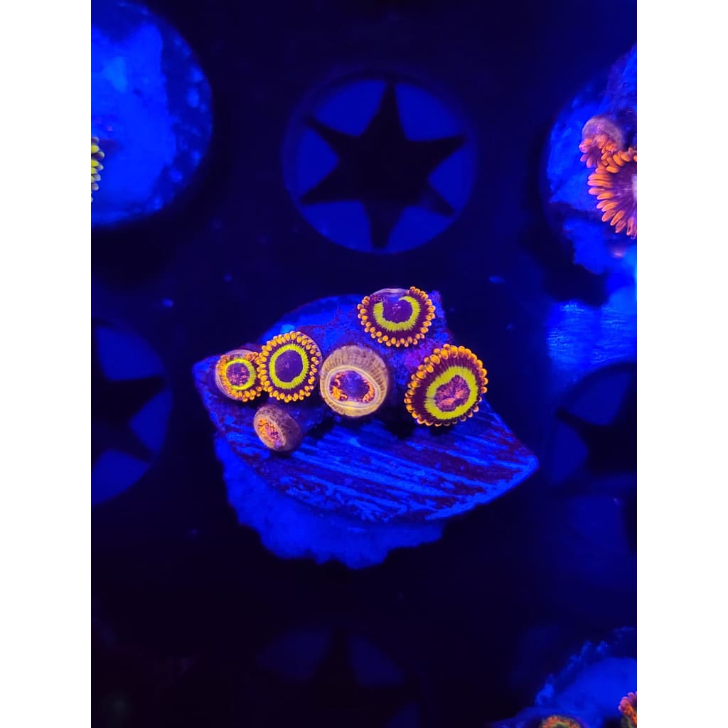 Fruit Loops Zoanthid Frag WYSIWYG!