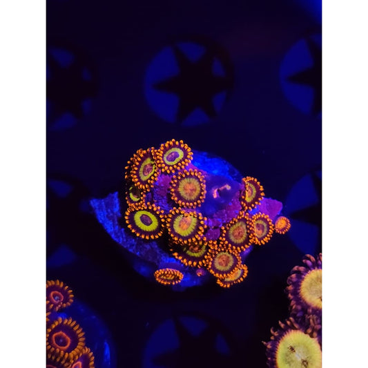 Fruit Loops Zoanthid Frag WYSIWYG!