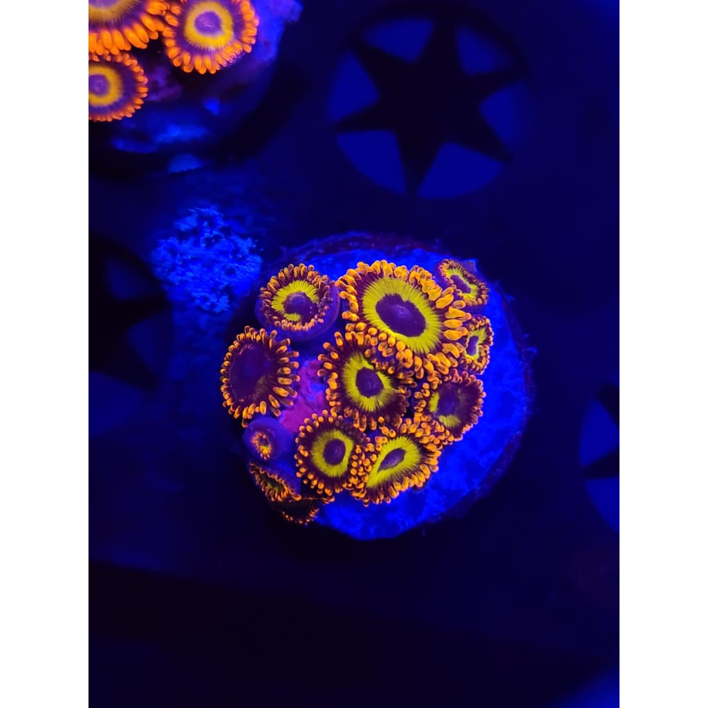 Fruit Loops Zoanthid Frag WYSIWYG!