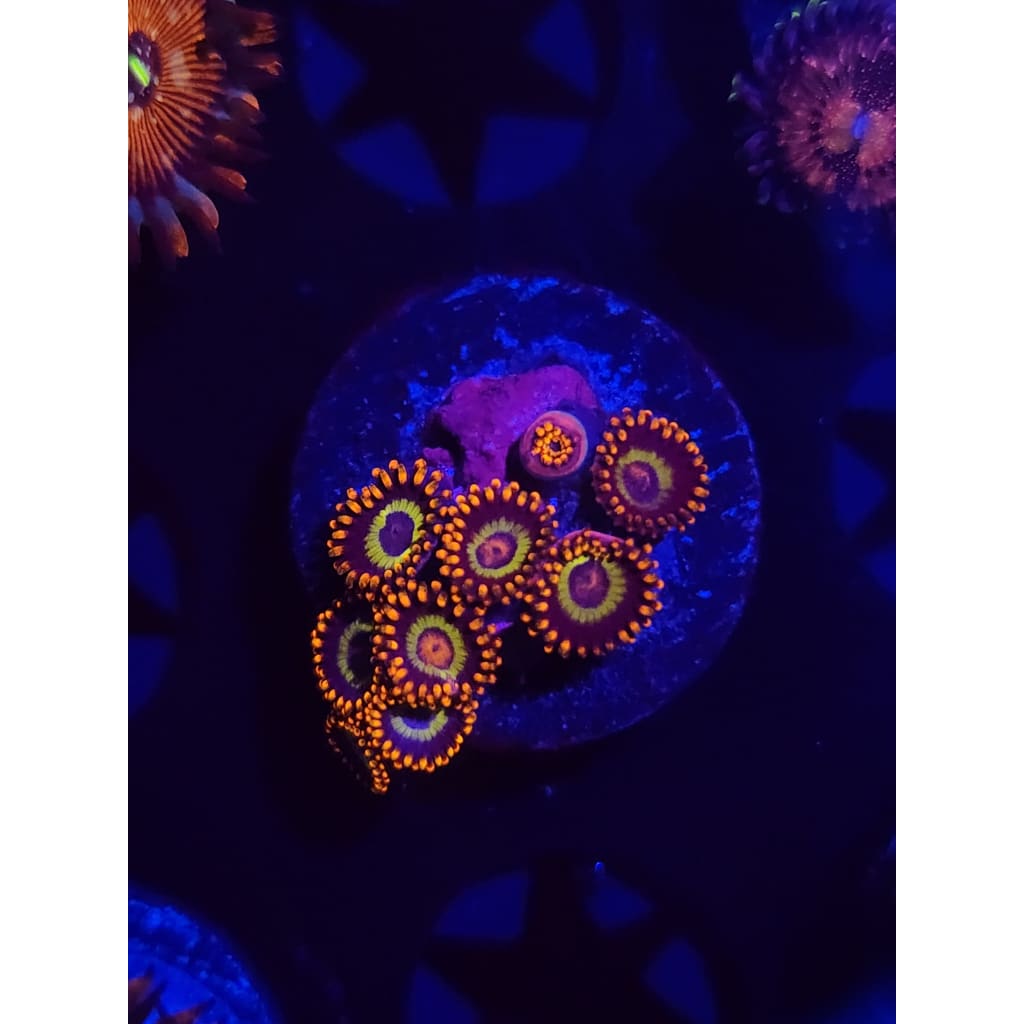 Fruit Loops Zoanthid Frag WYSIWYG!