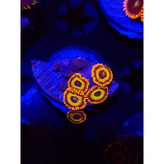 Fruit Loops Zoanthid Frag WYSIWYG!