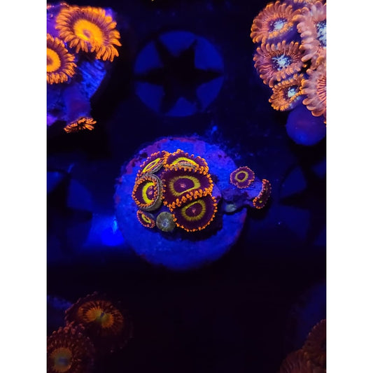 Fruit Loops Zoanthid Frag WYSIWYG!