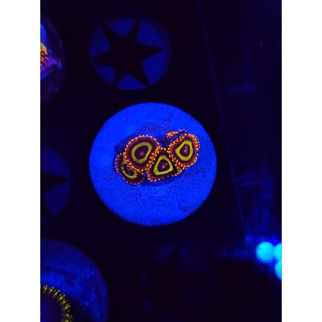 Fruit Loops Zoanthid Frag WYSIWYG!
