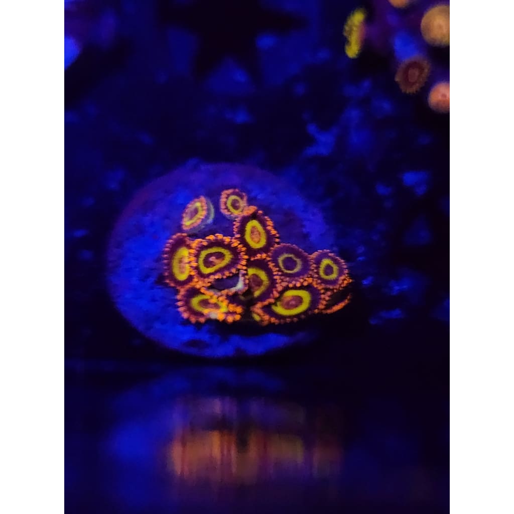 Fruit Loops Zoanthid Frag WYSIWYG!