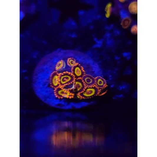 Fruit Loops Zoanthid Frag WYSIWYG!