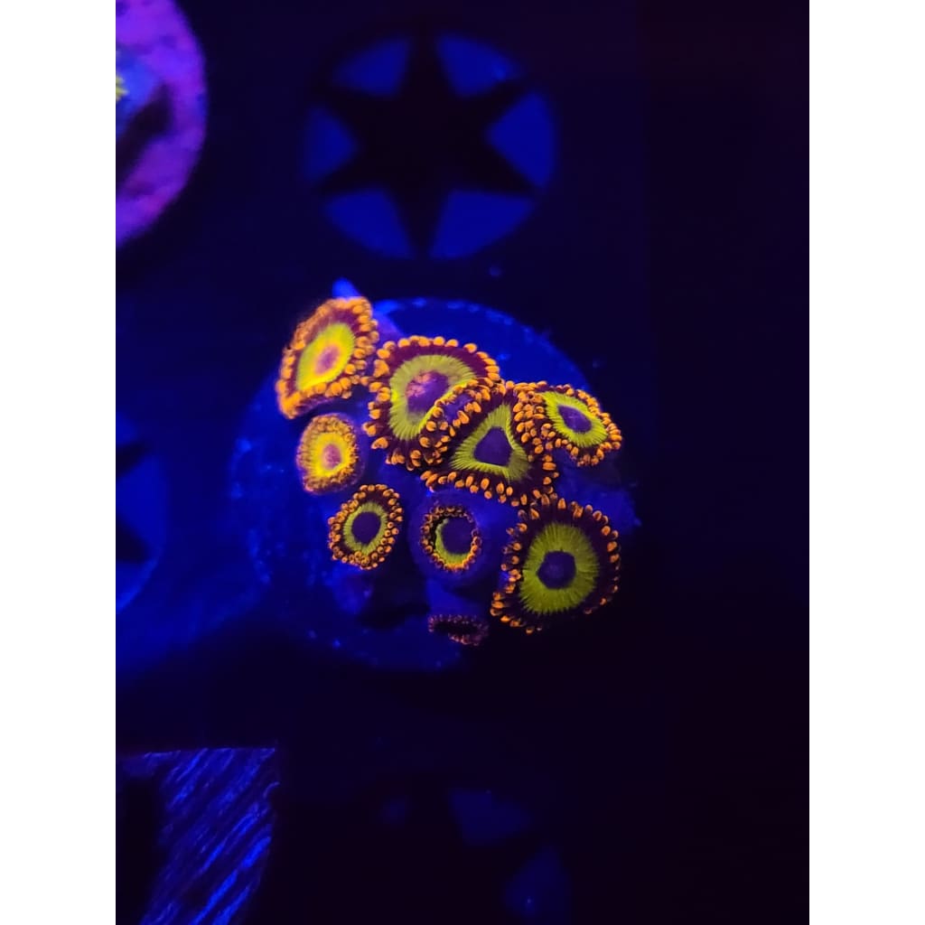 Fruit Loops Zoanthid Frag WYSIWYG!