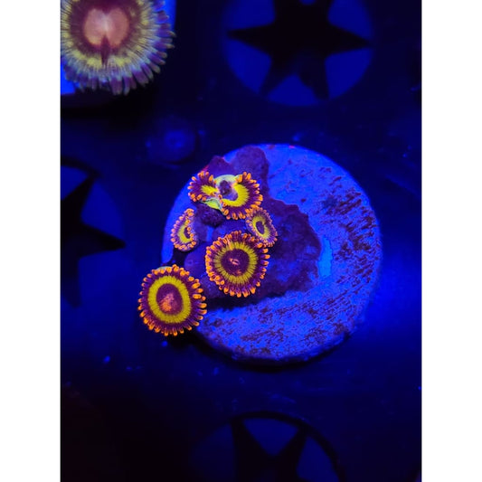 Fruit Loops Zoanthid Frag WYSIWYG!