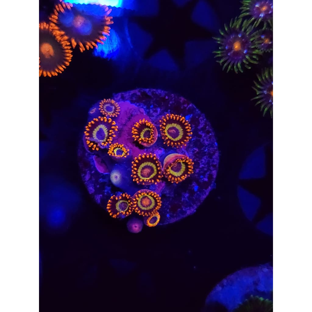 Fruit Loops Zoanthid Frag WYSIWYG!