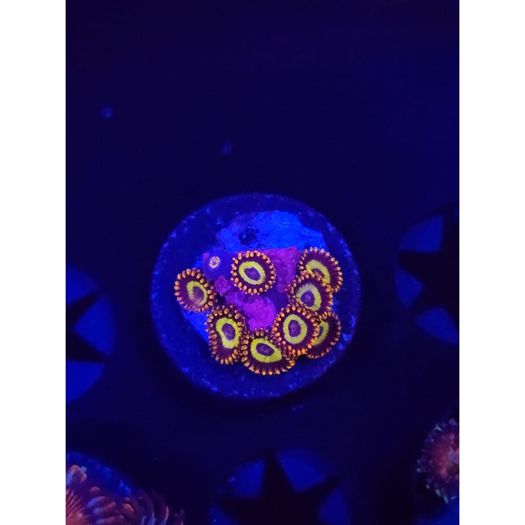 Fruit Loops Zoanthid Frag WYSIWYG!