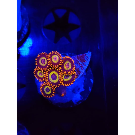 Fruit Loops Zoanthid Frag WYSIWYG!