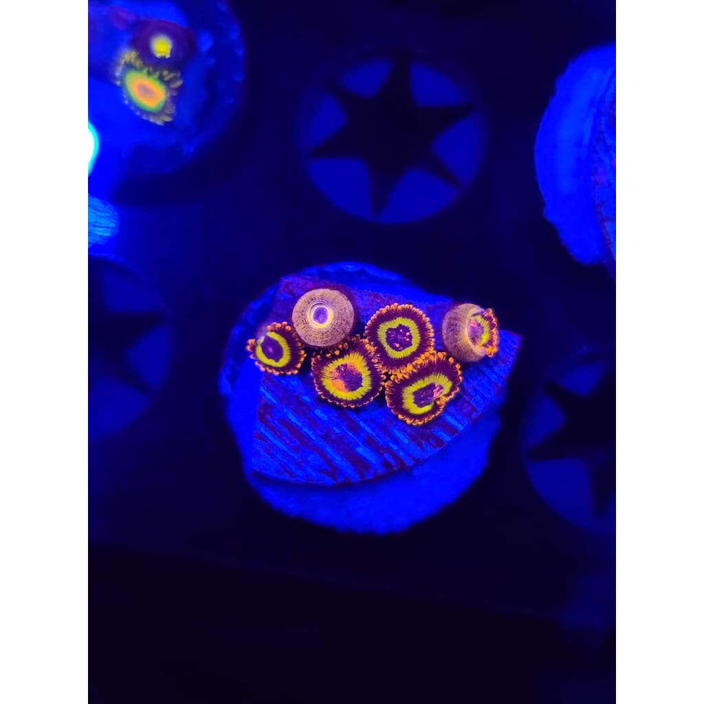 Fruit Loops Zoanthid Frag WYSIWYG!