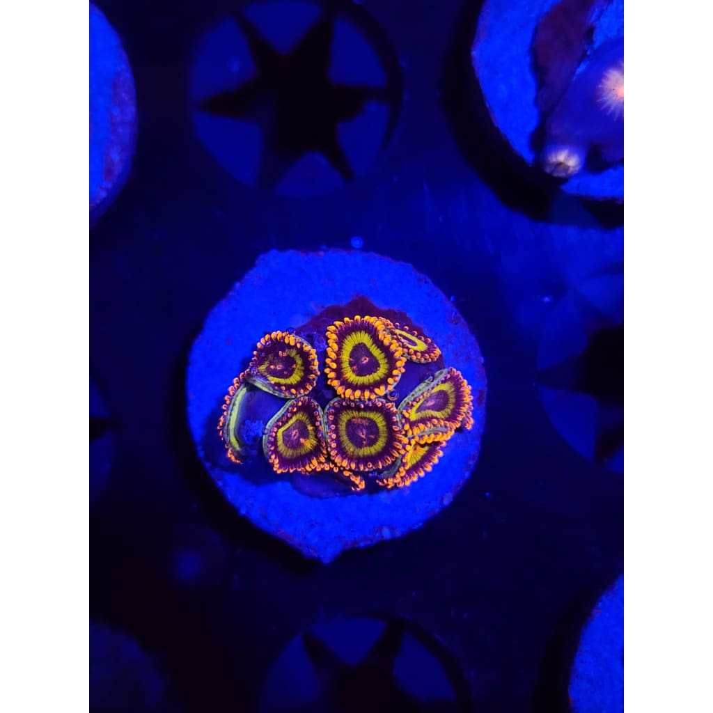 Fruit Loops Zoanthid Frag WYSIWYG!