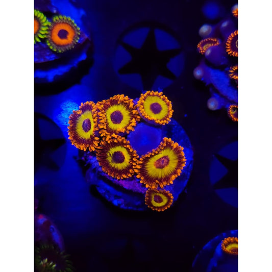 Fruit Loops Zoanthid Frag WYSIWYG!