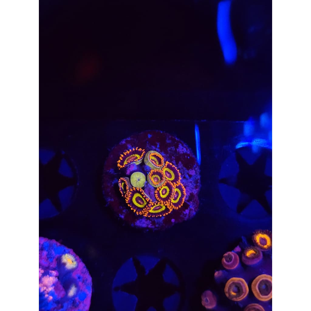 Fruit Loops Zoanthid Frag WYSIWYG!