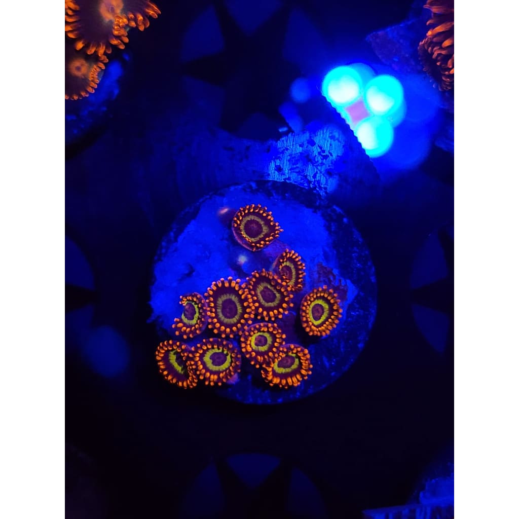 Fruit Loops Zoanthid Frag WYSIWYG!